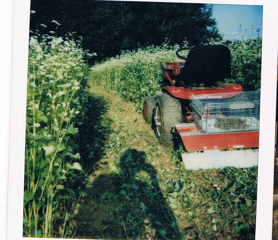 1310854123_TillingBuckwheat.jpg.44d0a0a6b1171c77d6e61edec2a25476.jpg