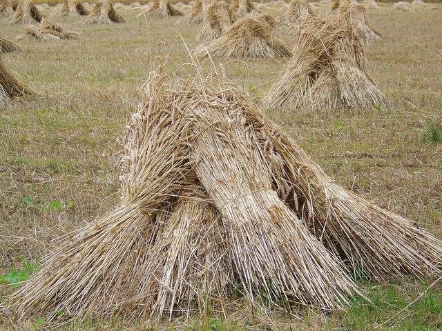 1109162697_Wheat_sheaves_near_Kings_Somborne_-_geograph_org.uk_-_889992.jpg.fce1f3ee956dae2c1284e95b6d766582.jpg