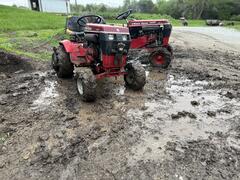Horses playing in the mud