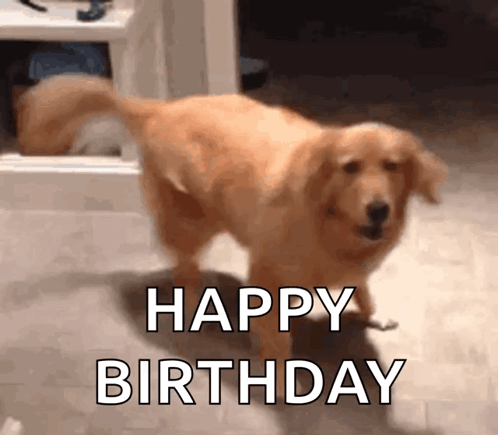 golden-retriever-dog.gif.1d3b2ffa78e7a4c50e9d492e5309b1fc.gif