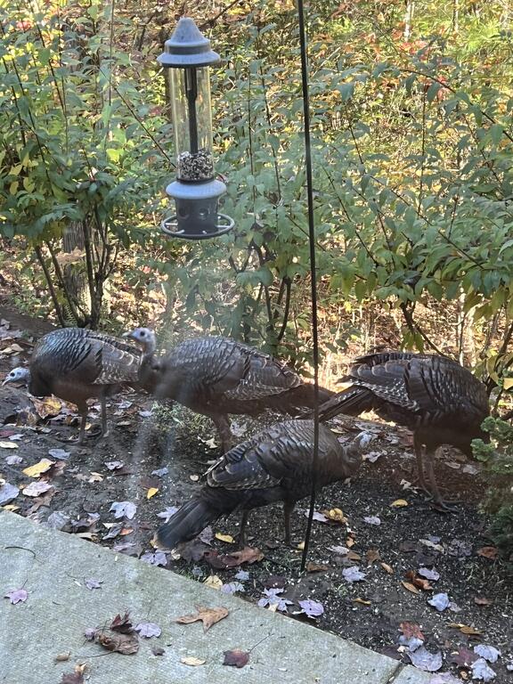 517048423_Turkeysatfeeder.jpg.31e51fc04b707f6d2046e10336e28729.jpg