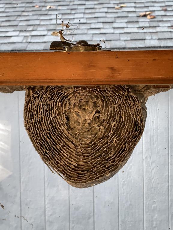 hornet-nest-inside.jpg.d14b0a76235609dbddaf450681f1fcc0.jpg