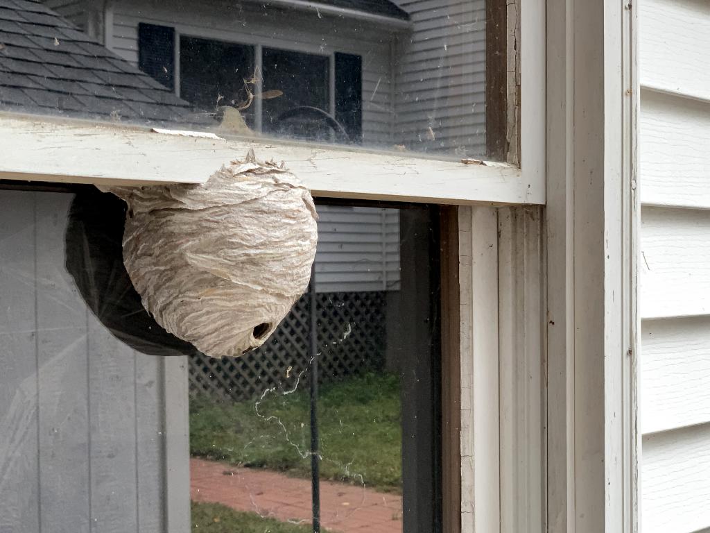 hornet-nest-outside.jpg.f428e385e03b04f6f1cd586b49a26ddb.jpg