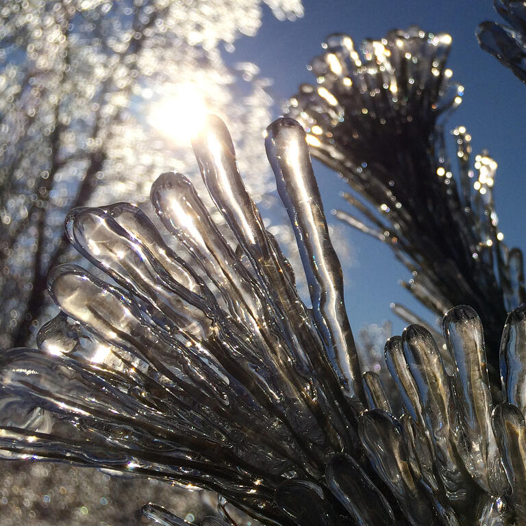 ice-storm-pine-needles-1-cropped-2.jpg.72e6b3ef18f9eca778e33e68bb92a155.jpg