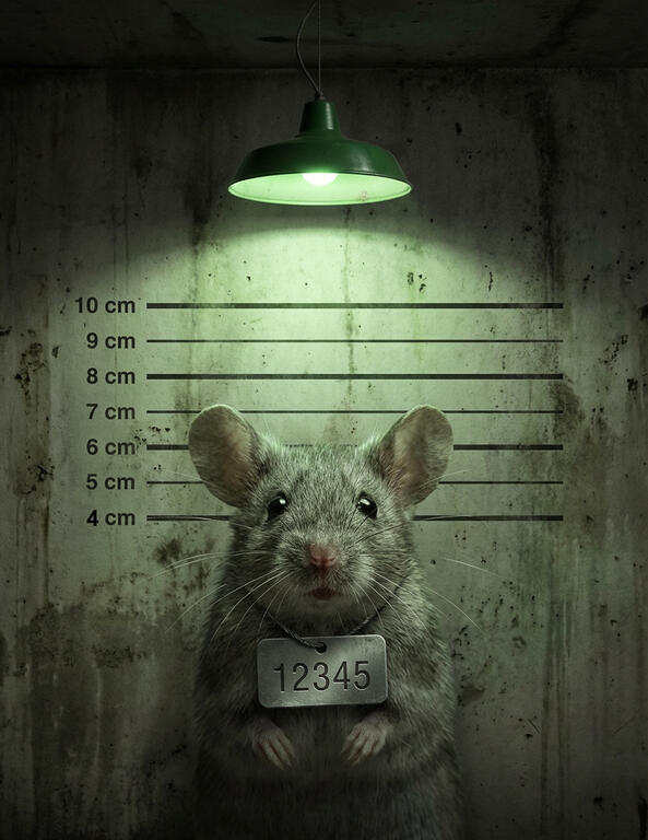 mouse-mug-shot-1.jpg.46d04e51aa987c8b2f69e0029c6a1561.jpg