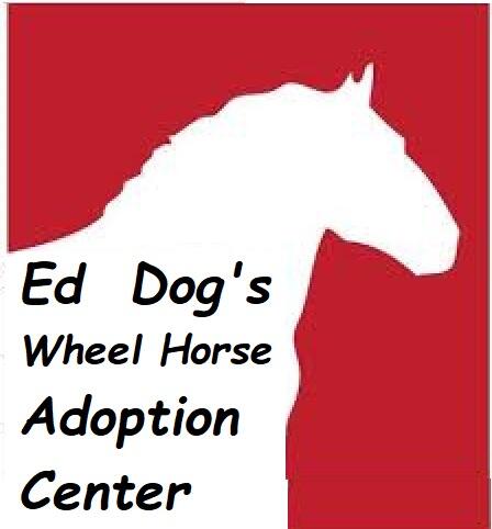 465195332_EdsHorseadoptionCenter.jpg.5b4d377b65c24a4a31a3a2bdecd53a10.jpg