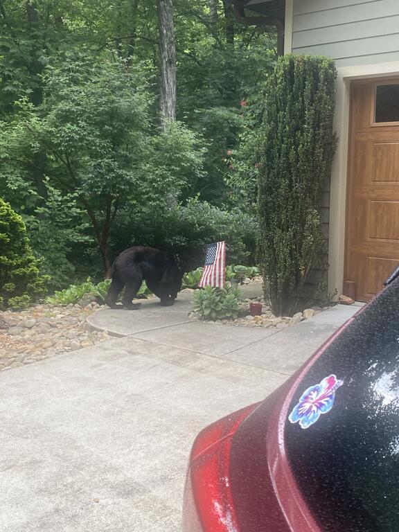 4th_of_july_bear.jpg.1bb1c697a29dbcea6c059195c006642d.jpg