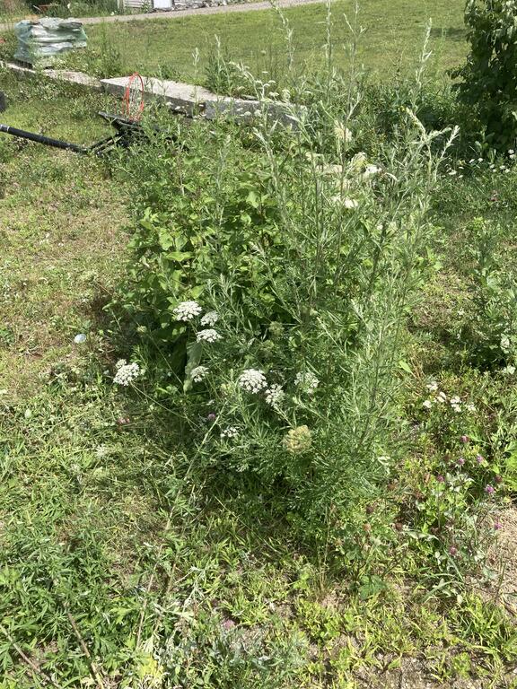 IMG_2177.jpeg.c624d8cd65272415b4b3f1130f90bda2.jpeg