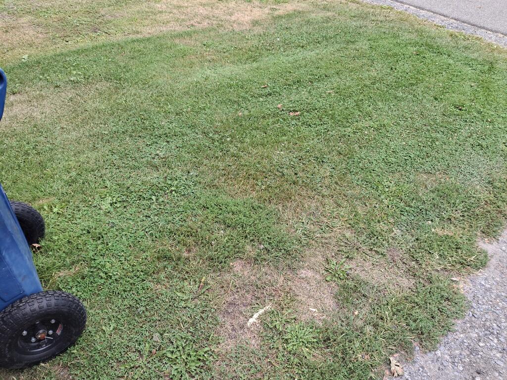 grass.jpg.9078824f13b3383133520000ba23219b.jpg