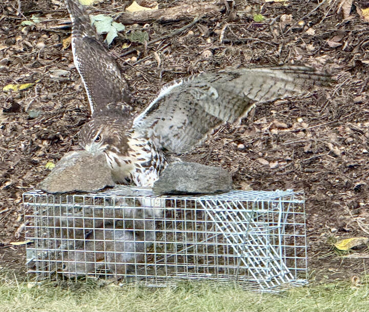 Hawk.jpg.336a83adcd5e0453edf7cf5ad099d83e.jpg